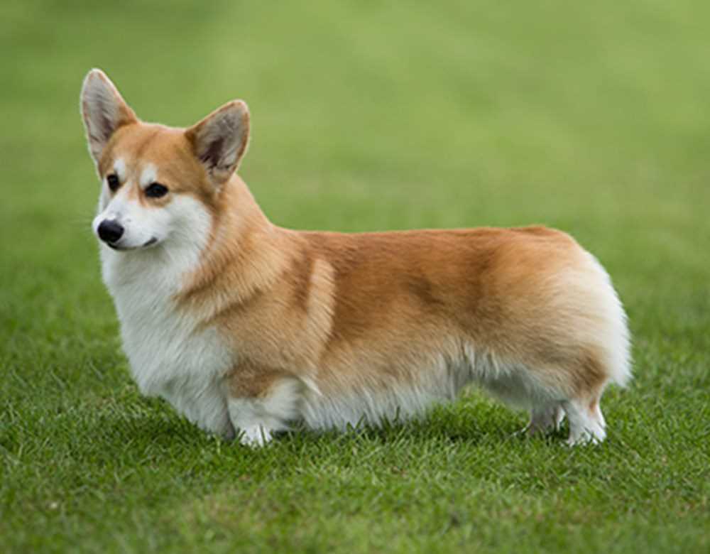 The Pembroke Welsh Corgi: A Dog Breed That Stands Out