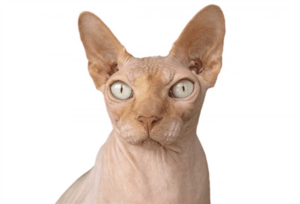 Getting to Know the Personalities of Peterbald Cats