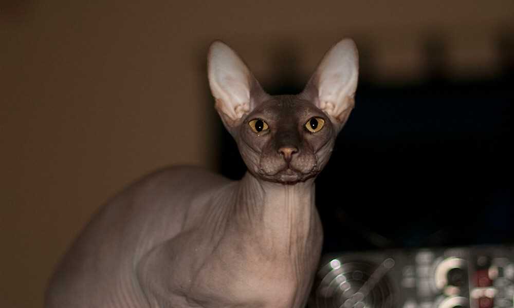 The Perfect Companion: Discovering the Personalities of Peterbald Cats
