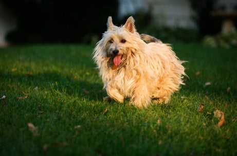 The Ultimate Sidekick: The Cairn Terrier