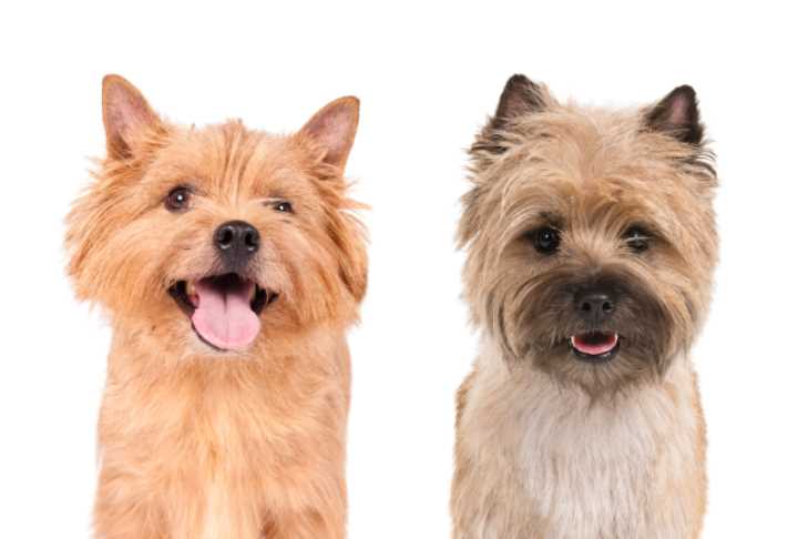 The Perfect Companion: The Cairn Terrier