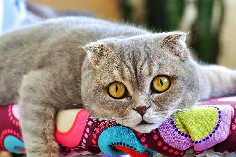 The Nature and Attitude of Scottish Fold Cats: Important Details