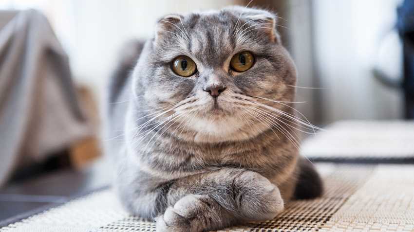 The Personality and Temperament of Scottish Fold Cats: What You Need to Know