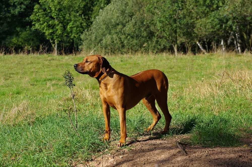 The Rhodesian Ridgeback: A Photographic Journey of this Majestic Breed