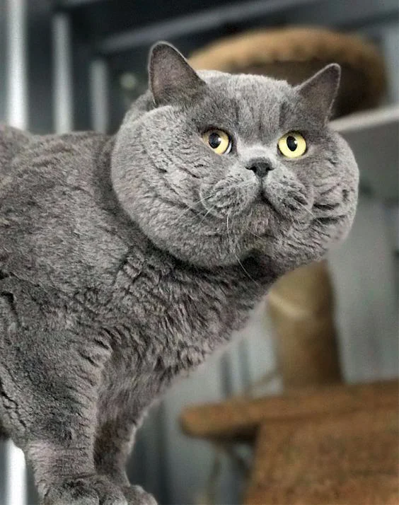 The Majestic Origins and Aristocratic Background of the British Shorthair Feline Breed