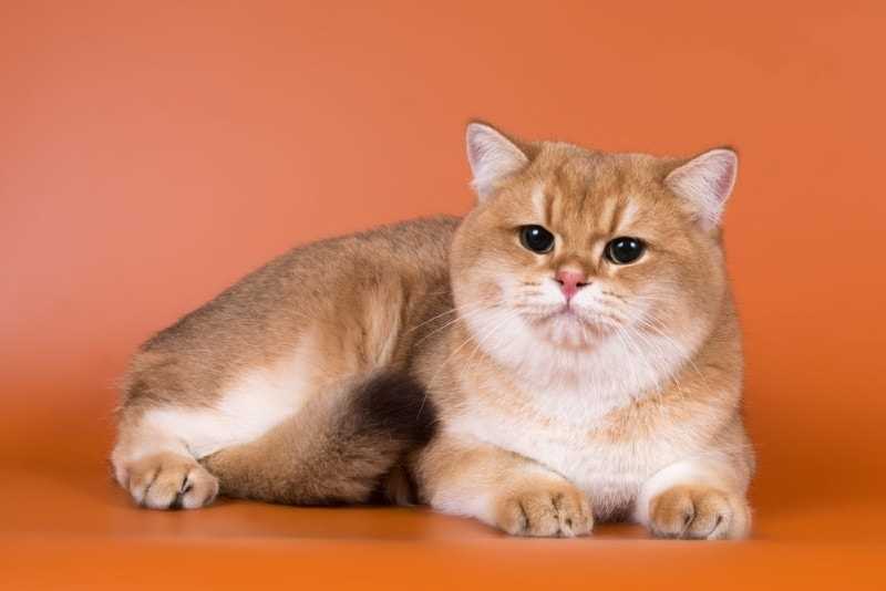 The Royal History and Popularity of the British Shorthair Cat Breed