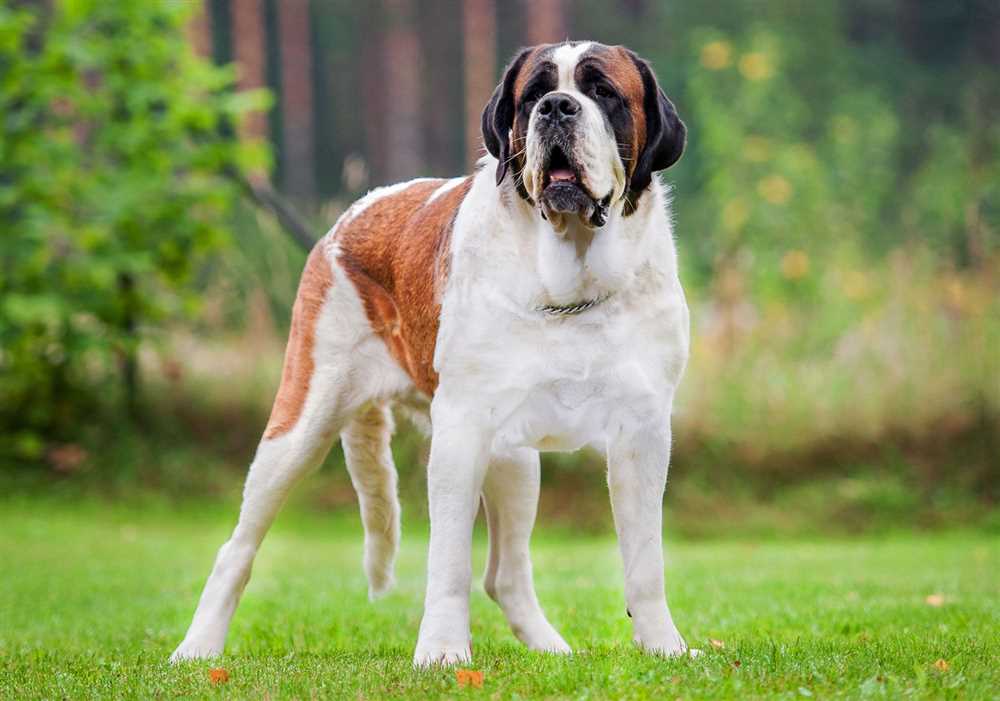 The Saint Bernard: A History and Evolution of the Breed