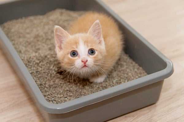 The Benefits of Non-Clumping Litter