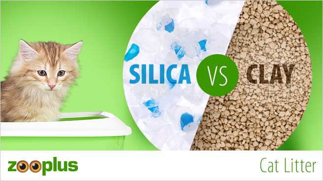 Why Non-Clumping Litter is the Best Option for Cat Owners