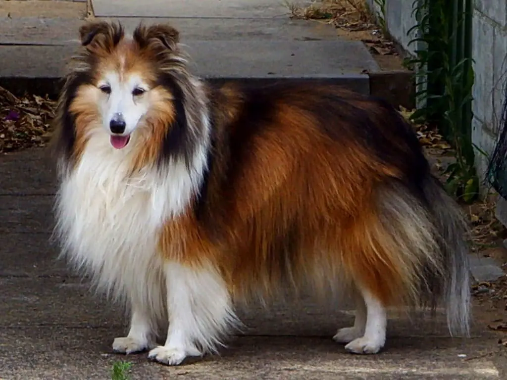 The Shetland Sheepdog: From Farm Work to Family Pet