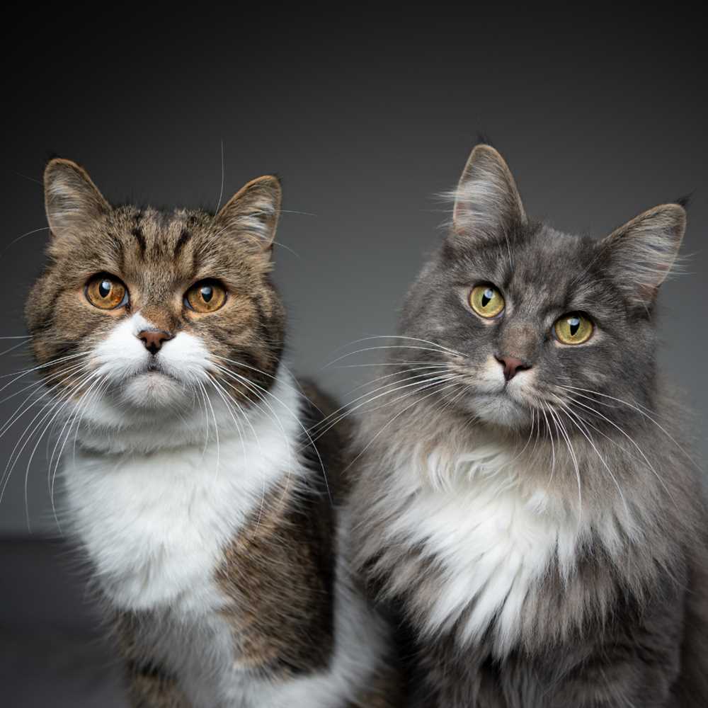 Known for their faultless grace, Siberian cats exude a sense of sophistication in every movement they make. Their regal appearance and majestic presence make them a sight to behold. Whether gracefully leaping through the air or gracefully grooming themselves, Siberian cats embody elegance in every aspect of their lives.