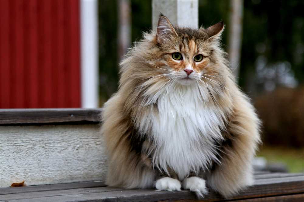 The Siberian cat breed is an impeccable fusion of sophistication and liveliness. With their flawless blend of grace and playfulness, Siberian cats epitomize elegance and fun. These majestic creatures possess an impeccable refinement that is only matched by their boundless energy and frolicsome nature.