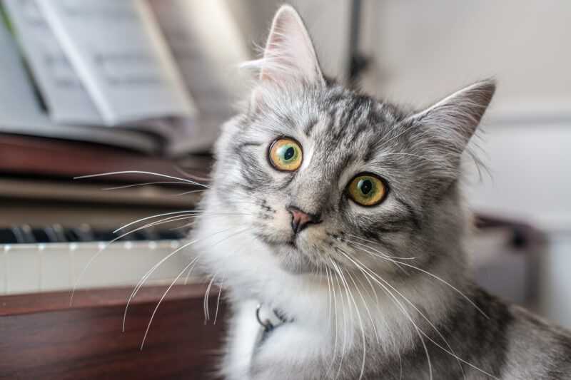 The Siberian Cat Breed: A Faultless Mixture of Refinement and Frolic