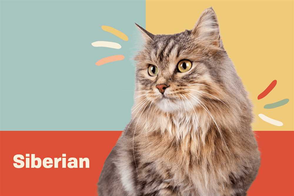 The Siberian Cat Breed: A Perfect Combination of Elegance and Playfulness