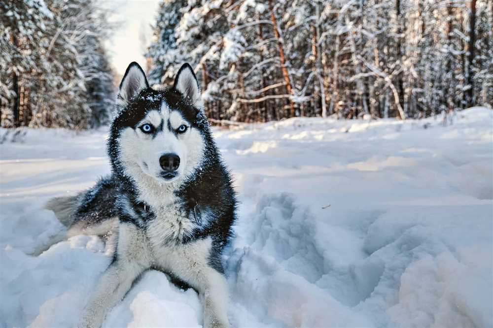 The Siberian Husky: A Fascinating Breed with a Rich History
