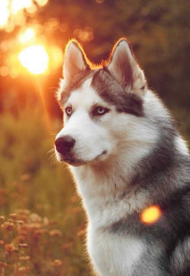 The Siberian Husky: Capturing the Majestic Beauty