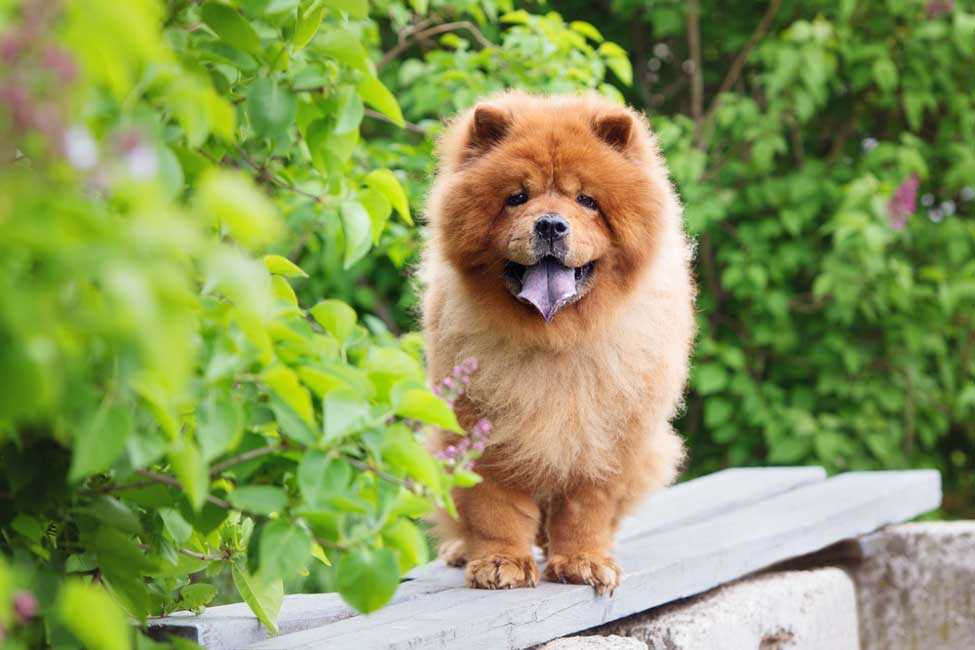 The Stunning Beauty of the Chow Chow Dog Breed: A Picture Guide