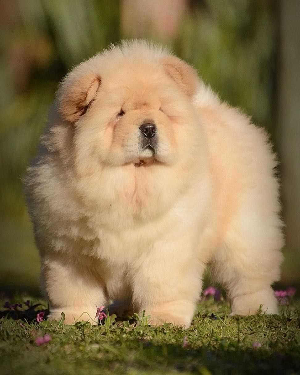 undefinedA Pictorial Guide</strong>“></p>
<p>This pictorial guide will provide you with a glimpse into the breathtaking beauty of the Chow Chow. Through a curated collection of stunning photographs, you will witness the elegance and grace that this breed possesses.</p>
<p>Whether it’s a picture of a Chow Chow proudly prancing with confidence or one capturing their alert and intelligent expression, each image will showcase the unique characteristics that make this dog breed so impressive.</p>
<p>The Chow Chow’s distinctive features, such as its blue-black tongue and deep-set almond-shaped eyes, only add to its allure. Their well-defined, lion-like mane and thick ruff around the neck create an air of majesty and sophistication, making them a true visual delight.</p>
<h3><span class=