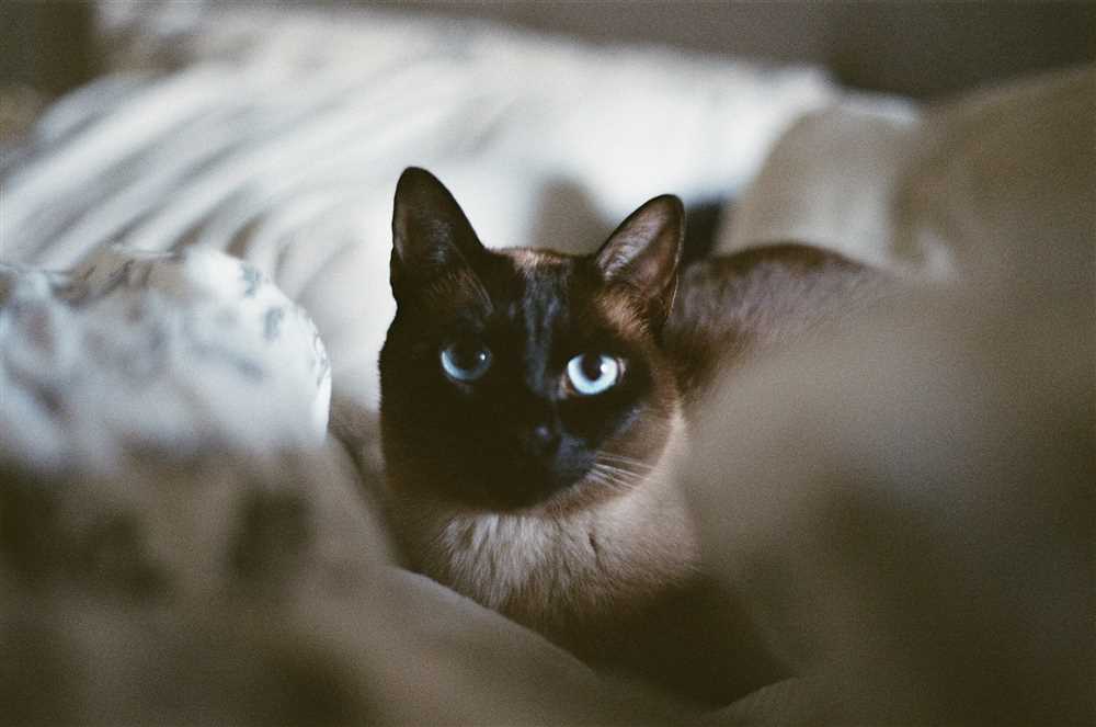 The Tonkinese Cat Breed: A Delightful Crossbreed with an Endearing Personality