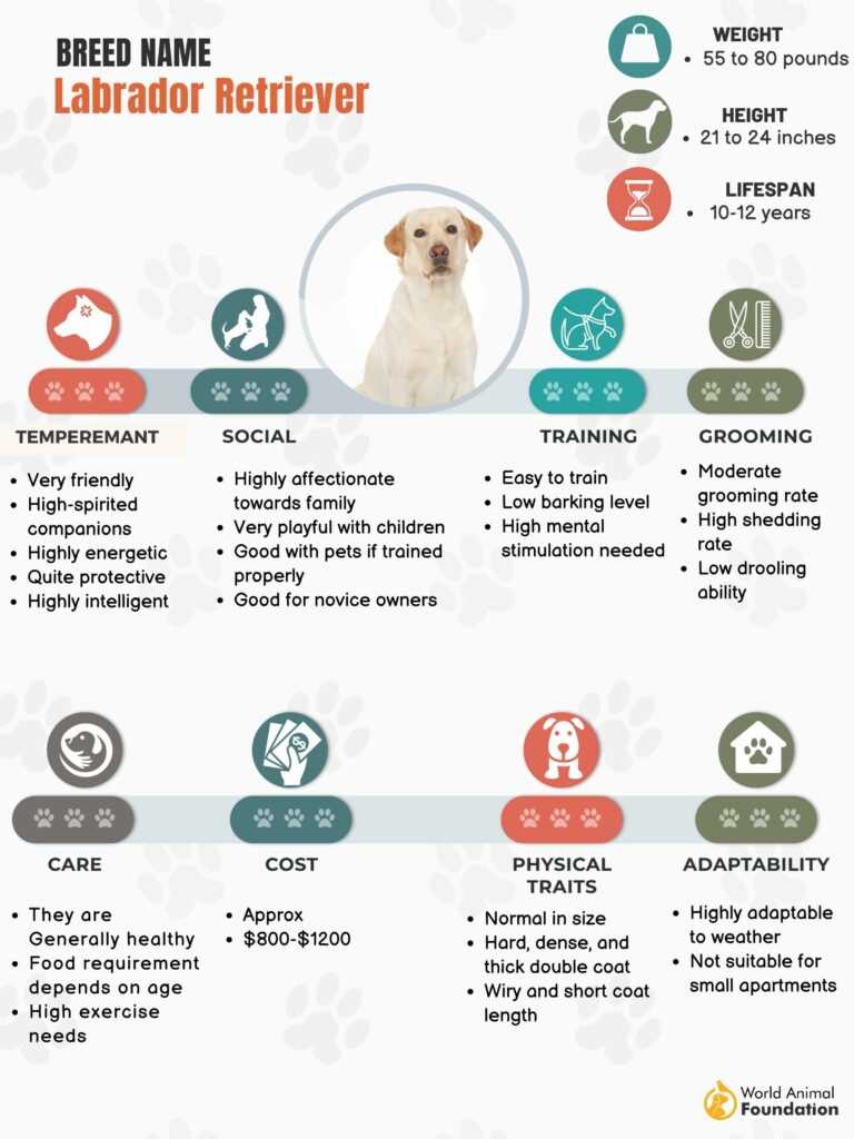 The Labrador Retriever: An Overview