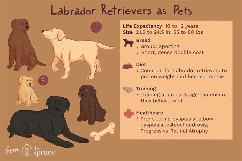 The Top Traits and Characteristics of the Labrador Retriever