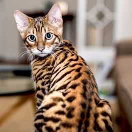 Overview of the Toyger Cat Breed