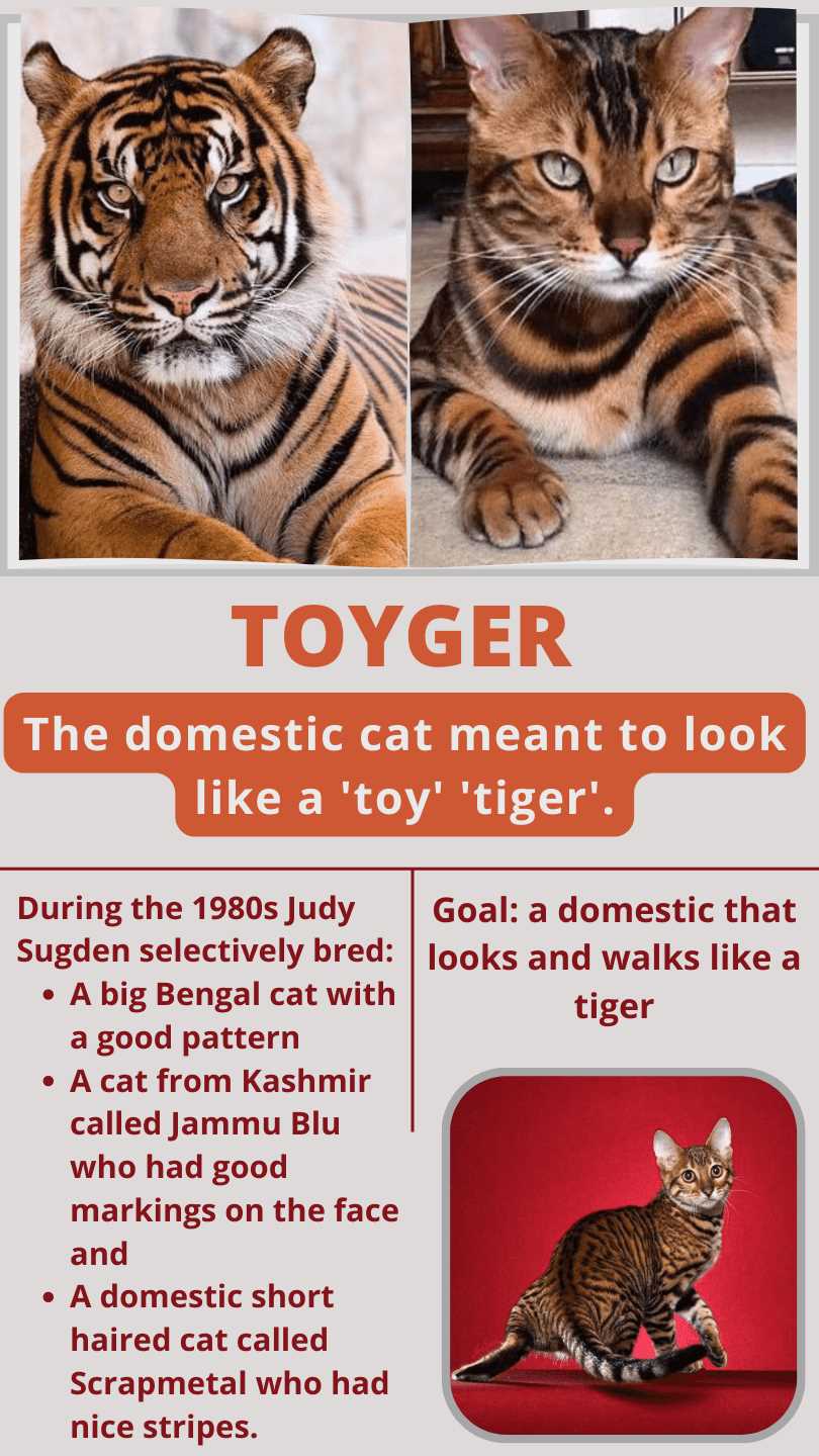 The Toyger Cat Breed: A Striking Resemblance to a Wild Tiger