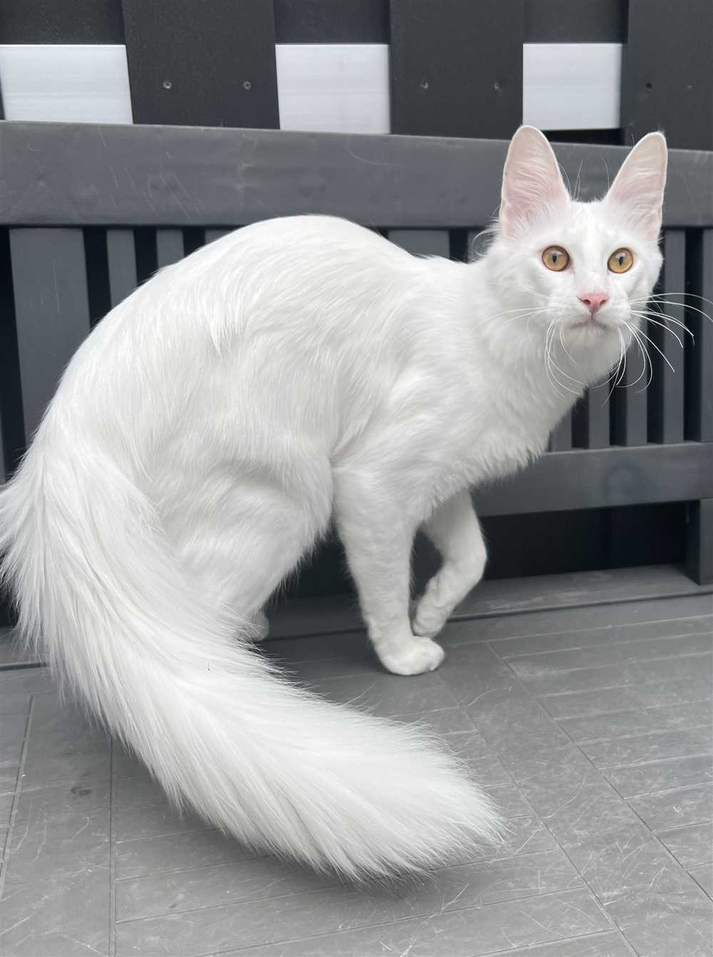The Turkish Angora: A Sophisticated and Classy Breed of Cat