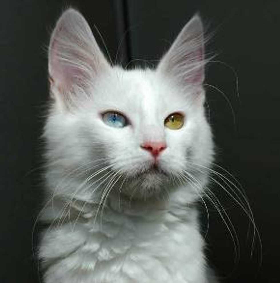 The Turkish Angora: A Graceful and Elegant Breed of Cat