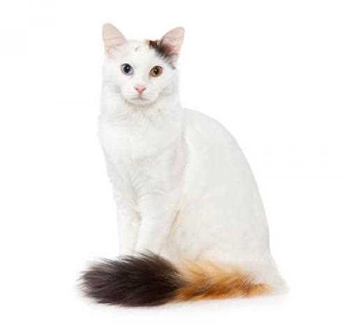 The Turkish Van Cat: A Beautiful and Unique Breed