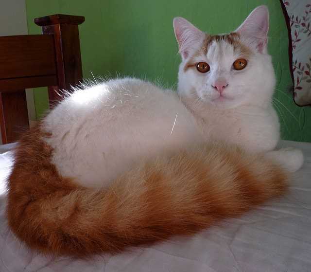 The Turkish Van: A Beautiful and Unique Breed of Cat