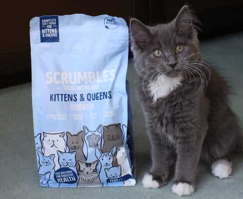 The Ultimate Guide to Cat Food: Exploring the Different Types