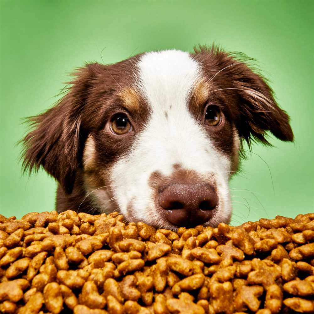 The Ultimate Guide to Choosing the Best Puppy Food