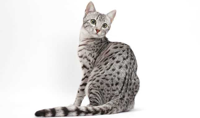 The Unique Characteristics and Personality of the Egyptian Mau Cat