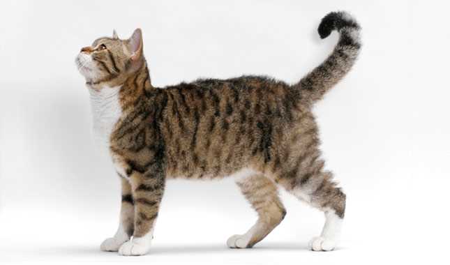 The Singular Qualities of the American Wirehair Cat Breed
