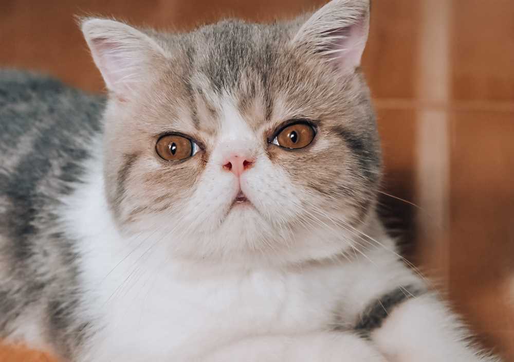 The Unique Charm of Exotic Shorthair Cats