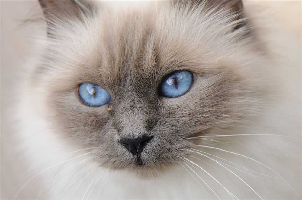 The Unique Features and Personality Traits of Birman Cats
