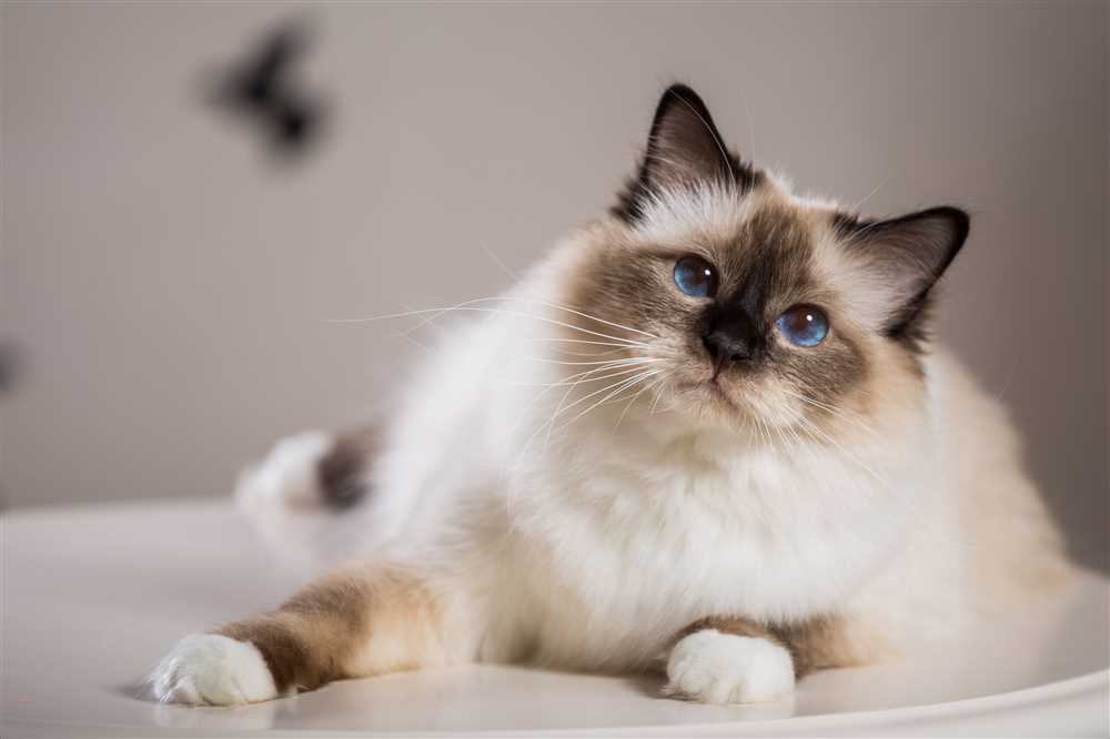 The Unique Features and Personality Traits of Birman Cats