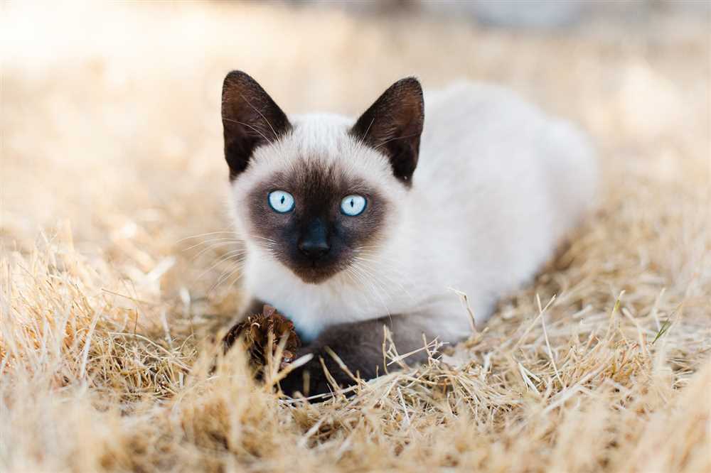 The Unique Personality of Colorpoint Shorthair Cats: What Sets Them Apart