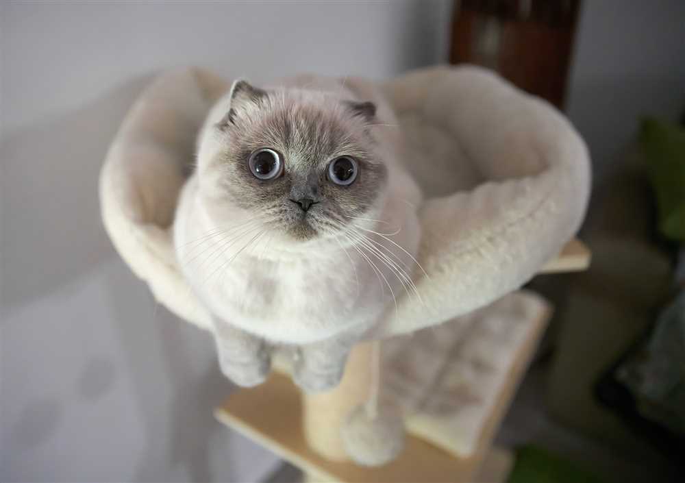 The Unique Folded Ears of Scottish Fold Cats