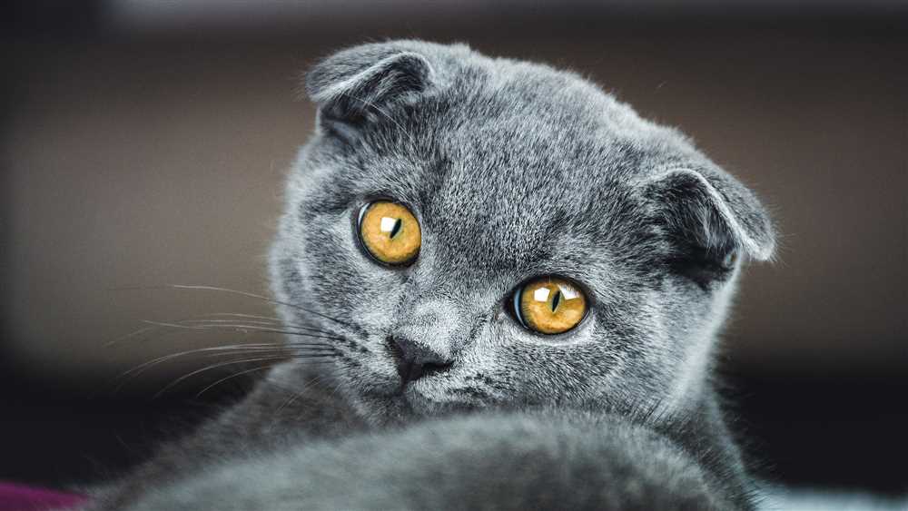 The Unique Physical Traits and Characteristics of Scottish Fold Cats