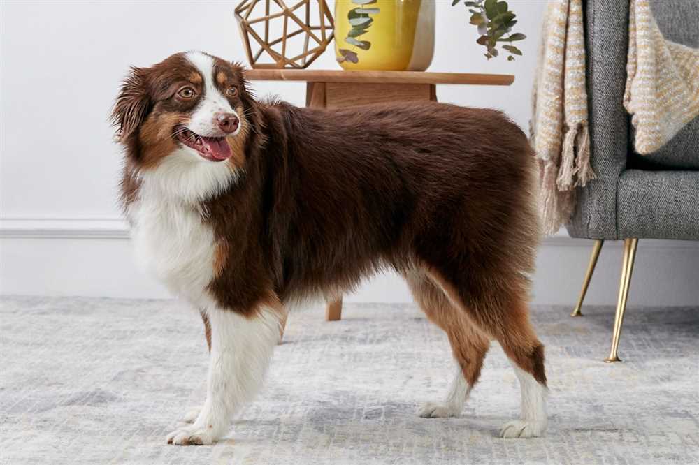 The Wonderful World of Australian Shepherds: Learn About This Intelligent and Energetic Breed