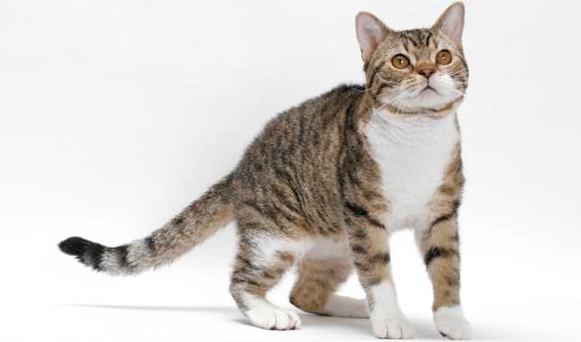 Tips for Caring for an American Wirehair Cat