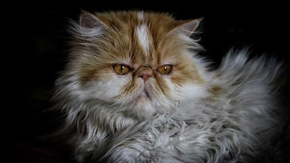 Tips for grooming and taking care of Persian cats