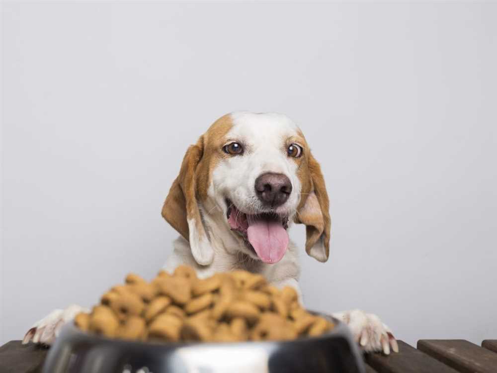 Top Tips for Finding the Perfect Pet Food