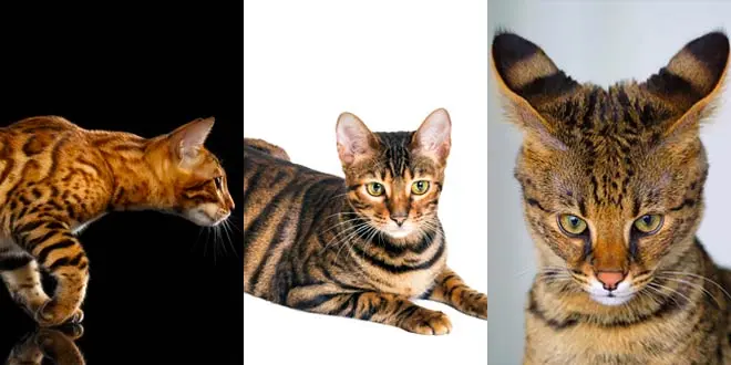 About Toyger Cats
