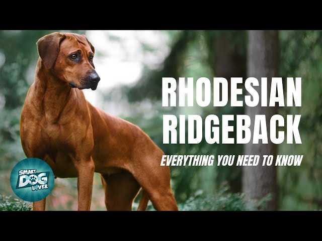 Best Training Tips and Techniques for Rhodesian Ridgeback Owners