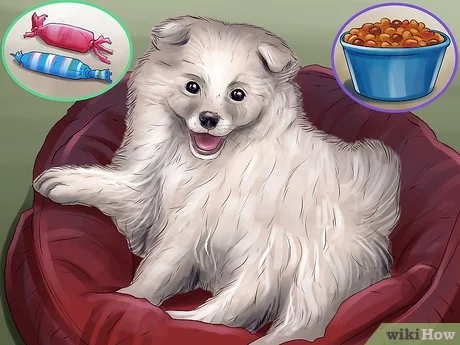 Training Tips and Tricks for American Eskimo Owners