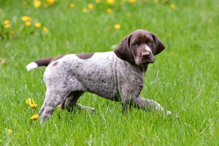 Tips for Training German Shorthaired Pointers: