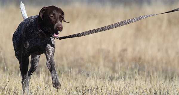 Training Tips and Tricks for German Shorthaired Pointers